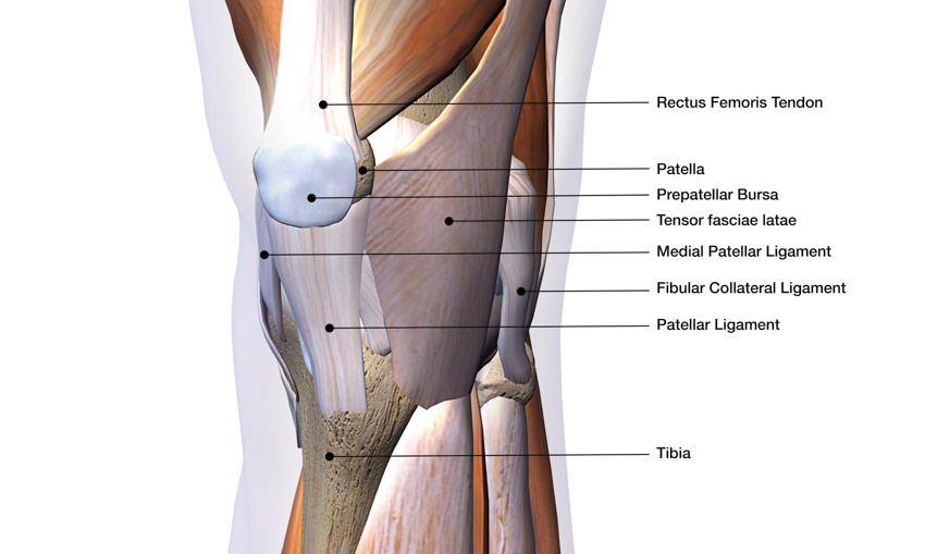 knee structure