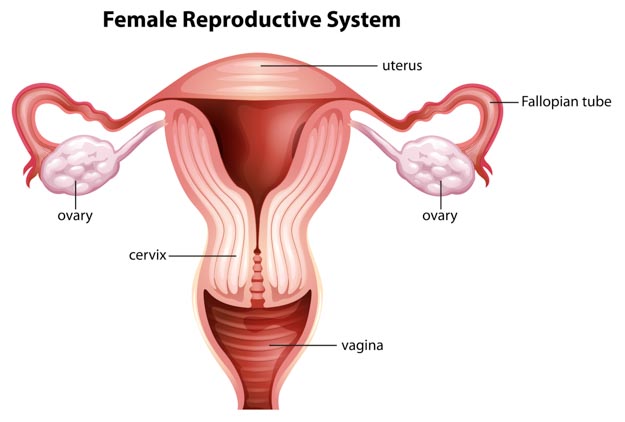 Fallopian tubes and the reproductive system. 
