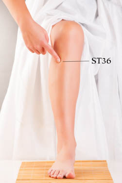 Location of ST36 at 1 cun lateral to the tibia on the lower leg. 