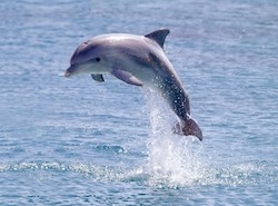 This study shows that dolphins benefit from herbal medicine.  
