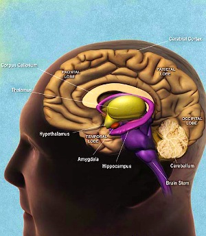 Depicted is the human brain and hippocampus. 