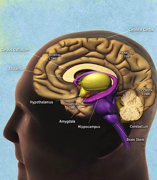 The hippocampus is shown here. 