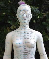 Acupuncture model fo acupoints is depicted here. 