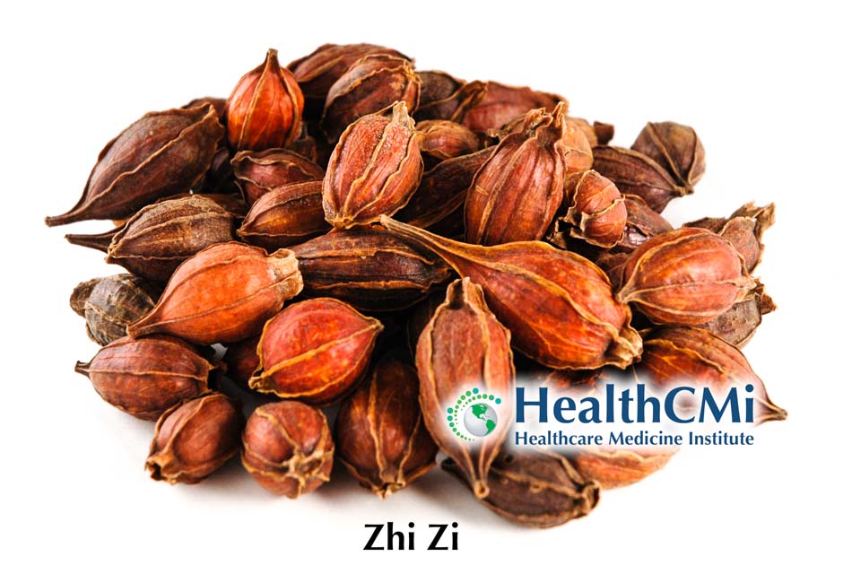 HealthCMi Zhi Zi TCM herb