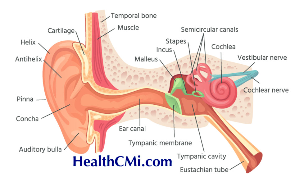 healthcmiearprotectionhearing