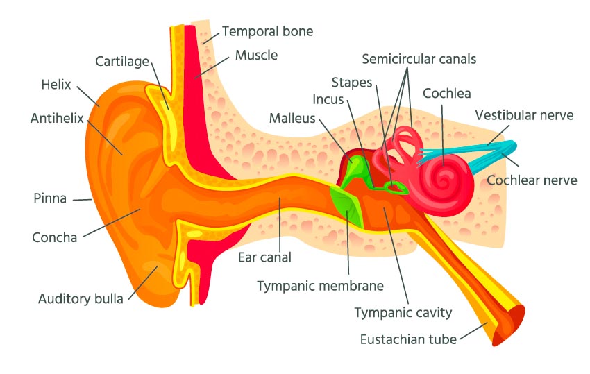 acupuncture Meniere relief