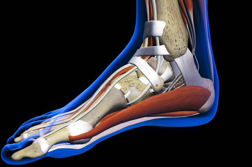 Acupuncture Promotes Ankle Injury Recovery