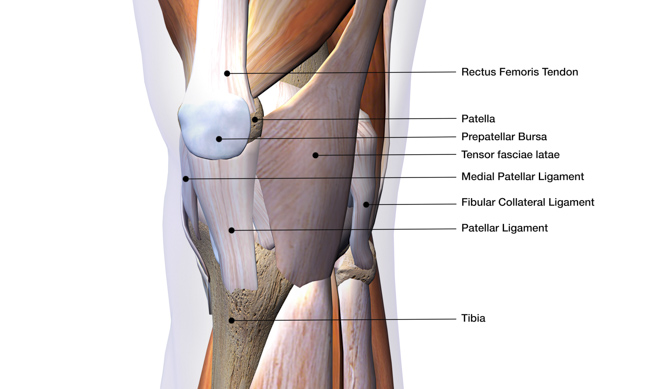 bursae knee