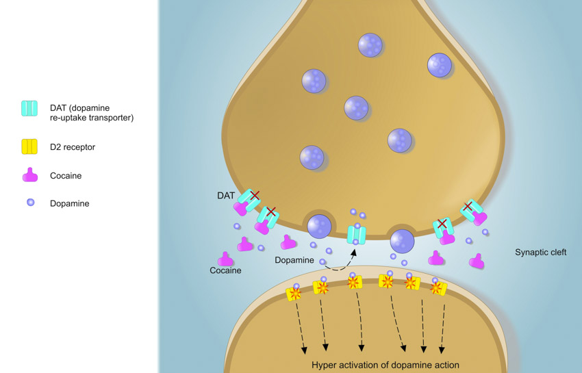 cocainereuptake
