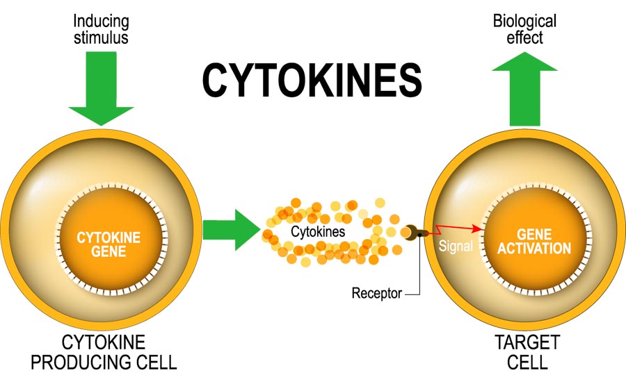 harvard cytokine
