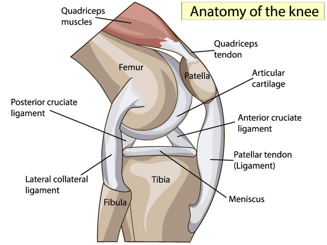 knee anatomy 1a
