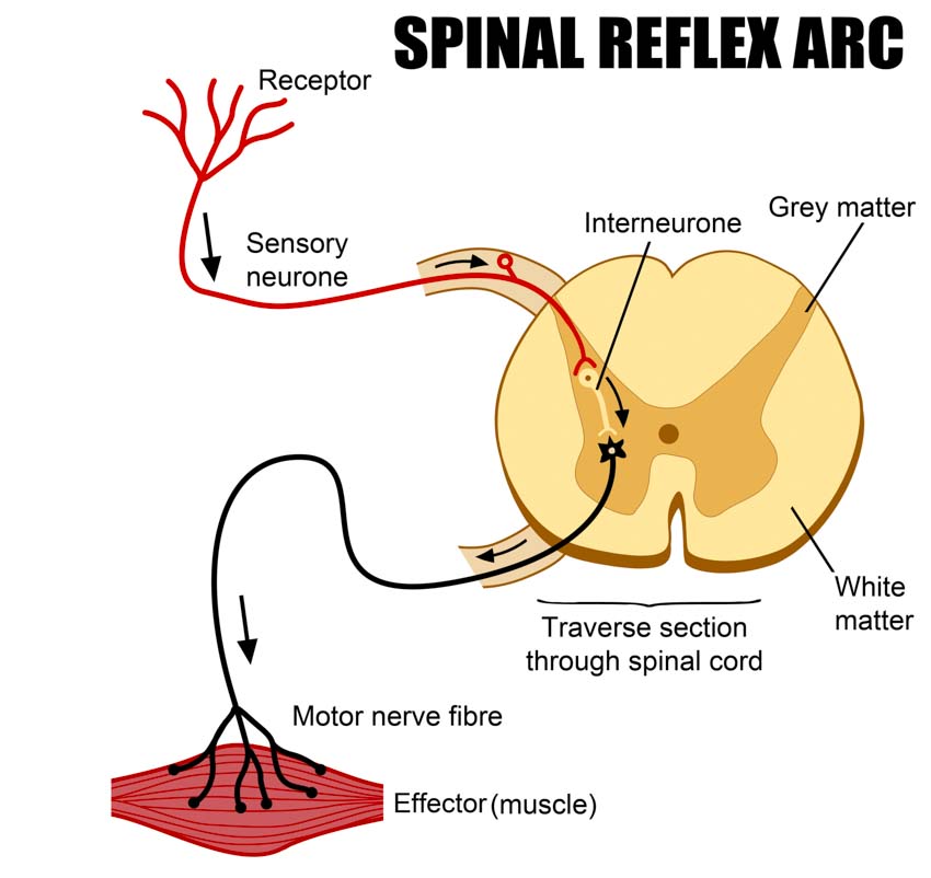 spinalreflexarc