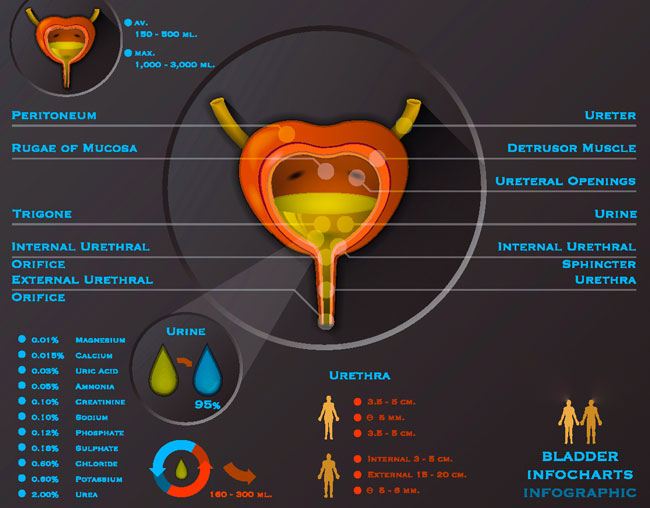 Bladder statistics