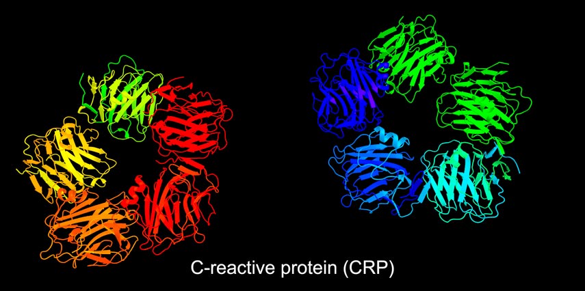 C-reactive protein