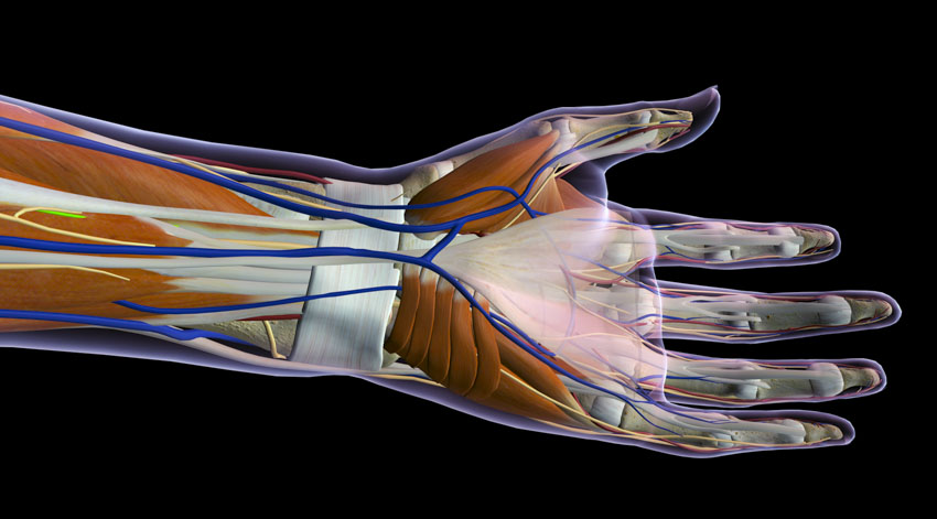 Carpal tunnel region