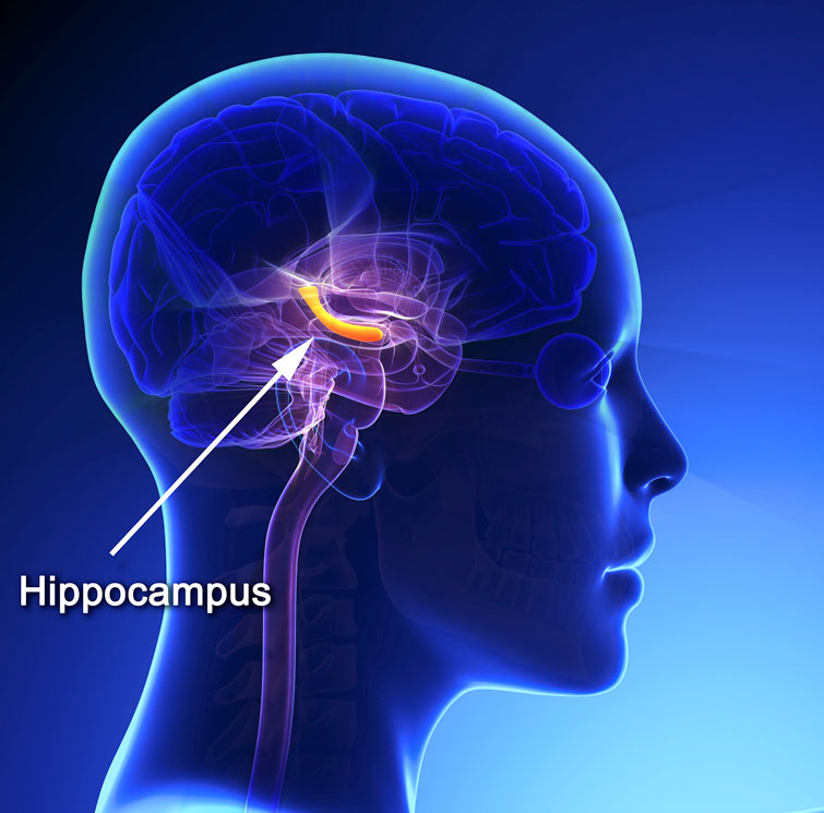 hippocampus lateral view