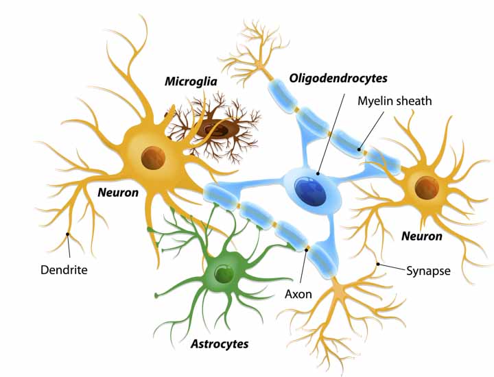 Microglial cells in our top 7 acupuncture articles.