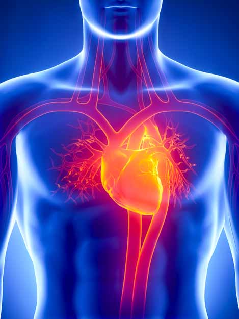 The heart and circulatory system 