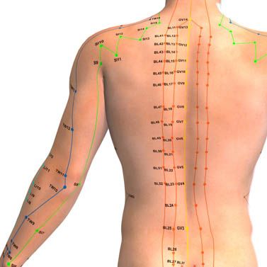 Back shu point diagram with BL points of the back. 