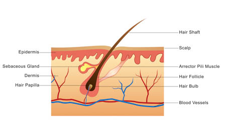 Hair follicle. 