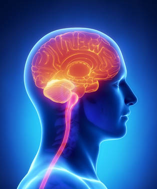 ST36 (Zusanli) is a yangming channel point shown to affect ACTH and CORT centrally to reduce depression. 