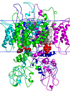 TRPV1 is an important gene in converting mechanical to neurological signals. 