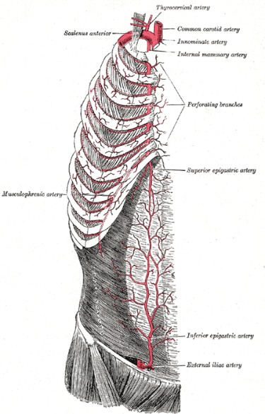  Epigastric artery