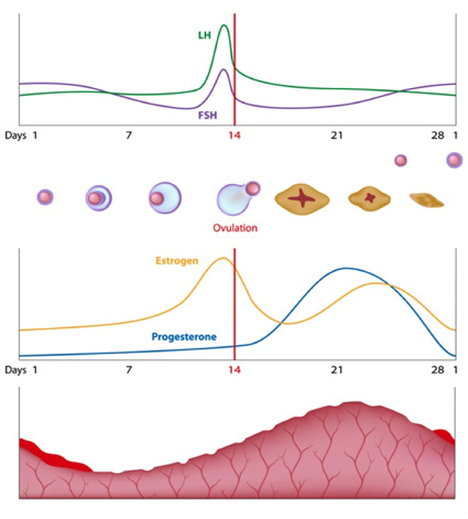 The 4 Phases of the Menstrual Cycle — Sweet Beet Acupuncture