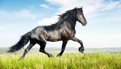 The majestic horse bring quick success. 