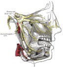 Acupuncture CEUs Online