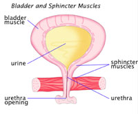 Urination bladder interstitial cystitis is helped by acupuncture. 