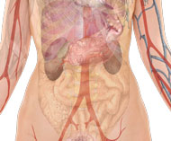 Female lower abdomen with anatomy is shown here. 