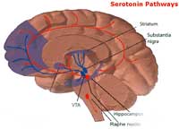 acupunctureceusserotonin