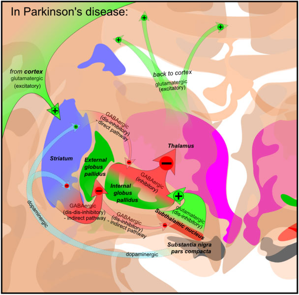 basalgangliaparkinsons