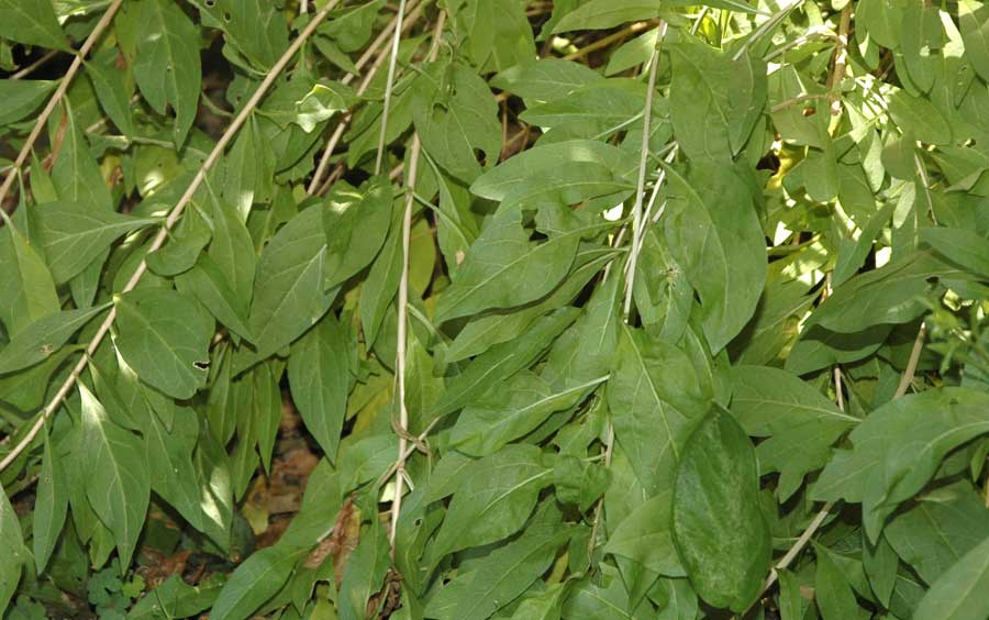 gouqizi acupuncture