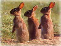 rabbit2011